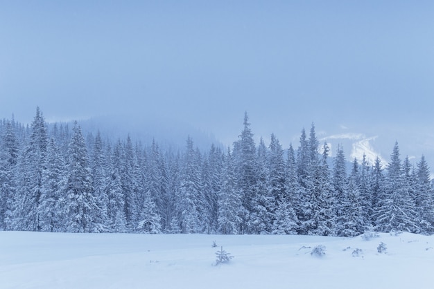 Bosque de invierno congelado en la niebla. Pino en la naturaleza cubierto de nieve fresca Cárpatos, Ucrania