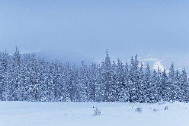 Bosque de invierno congelado en la niebla. Pino en la naturaleza cubierto de nieve fresca Cárpatos, Ucrania