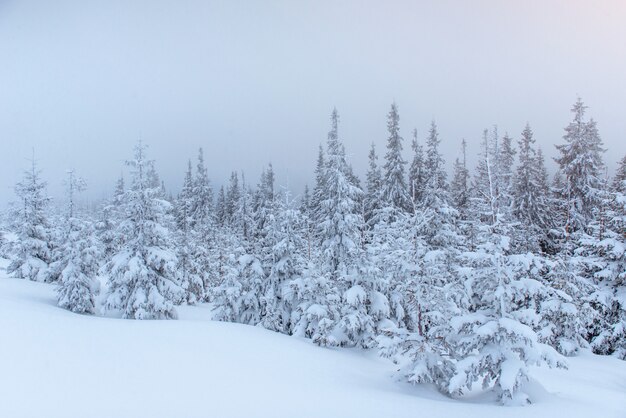 Bosque de invierno congelado en la niebla. Pino en la naturaleza cubierto de nieve fresca Cárpatos, Ucrania