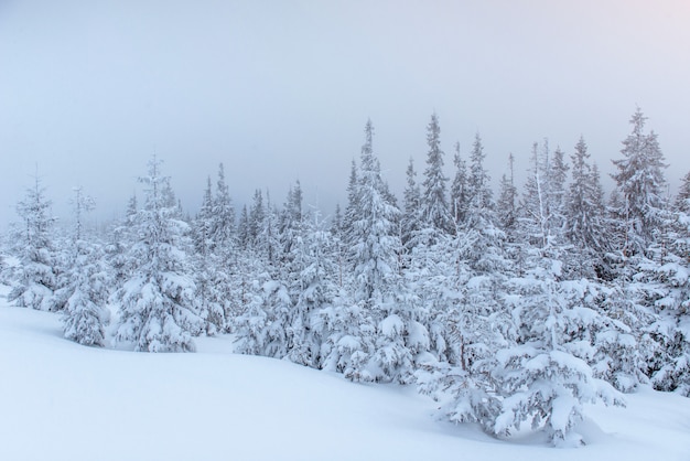 Bosque de invierno congelado en la niebla. Pino en la naturaleza cubierto de nieve fresca Cárpatos, Ucrania