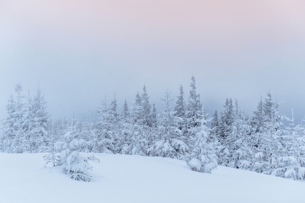 Bosque de invierno congelado en la niebla. Pino en la naturaleza cubierto de nieve fresca Cárpatos, Ucrania