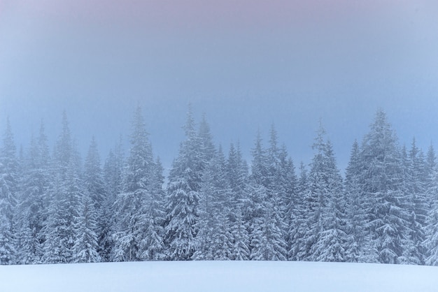 Bosque de invierno congelado en la niebla. Pino en la naturaleza cubierto de nieve fresca Cárpatos, Ucrania