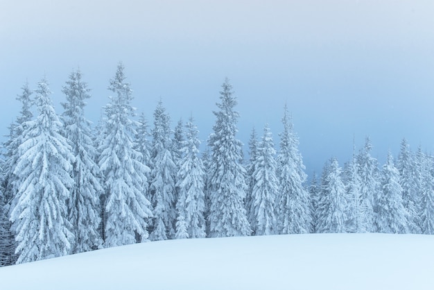 Bosque de invierno congelado en la niebla. Pino en la naturaleza cubierto de nieve fresca Cárpatos, Ucrania