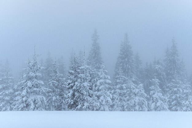 Bosque de invierno congelado en la niebla. Pino en la naturaleza cubierto de nieve fresca Cárpatos, Ucrania