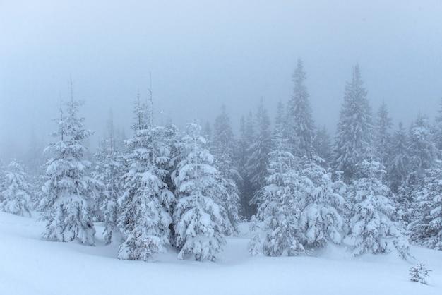 Bosque de invierno congelado en la niebla. Pino en la naturaleza cubierto de nieve fresca Cárpatos, Ucrania