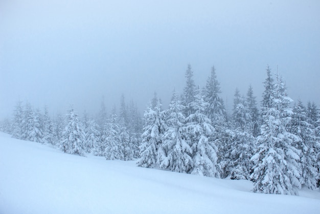 Bosque de invierno congelado en la niebla. Pino en la naturaleza cubierto de nieve fresca Cárpatos, Ucrania