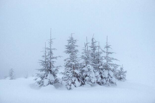 Bosque de invierno congelado en la niebla. Pino en la naturaleza cubierto de nieve fresca Cárpatos, Ucrania