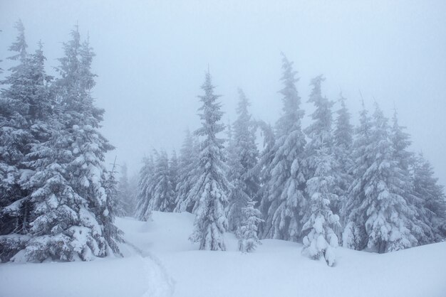 Bosque de invierno congelado en la niebla. Pino en la naturaleza cubierto de nieve fresca Cárpatos, Ucrania