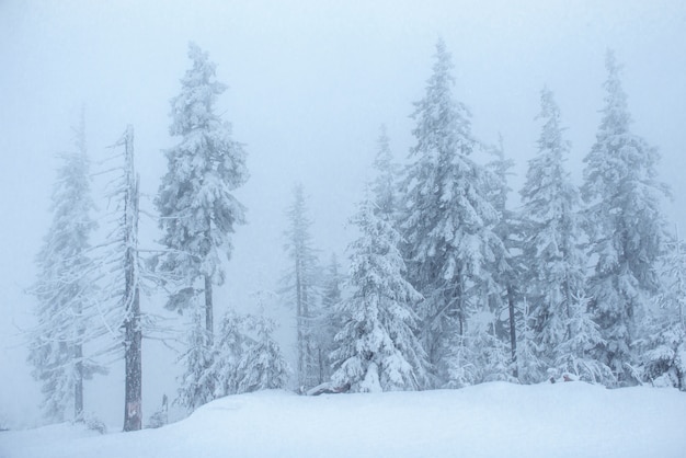 Bosque de invierno congelado en la niebla. pino en la naturaleza cubierto de nieve fresca cárpatos, ucrania