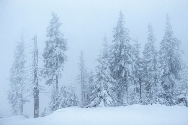 Bosque de invierno congelado en la niebla. Pino en la naturaleza cubierto de nieve fresca Cárpatos, Ucrania