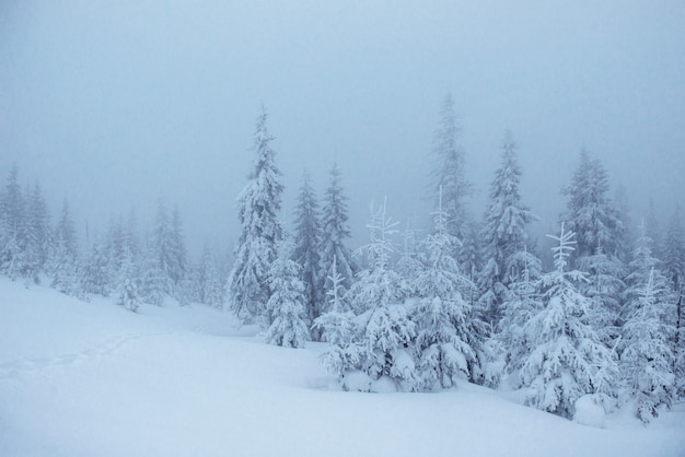 Bosque de invierno congelado en la niebla. Pino en la naturaleza cubierto de nieve fresca Cárpatos, Ucrania