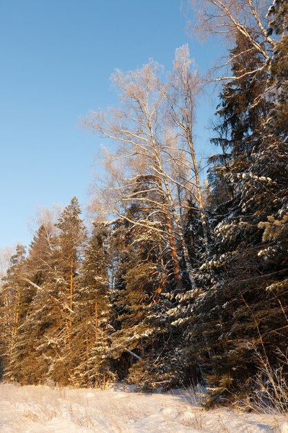 Bosque de invierno en día soleado