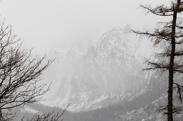 Bosque de invierno y montañas