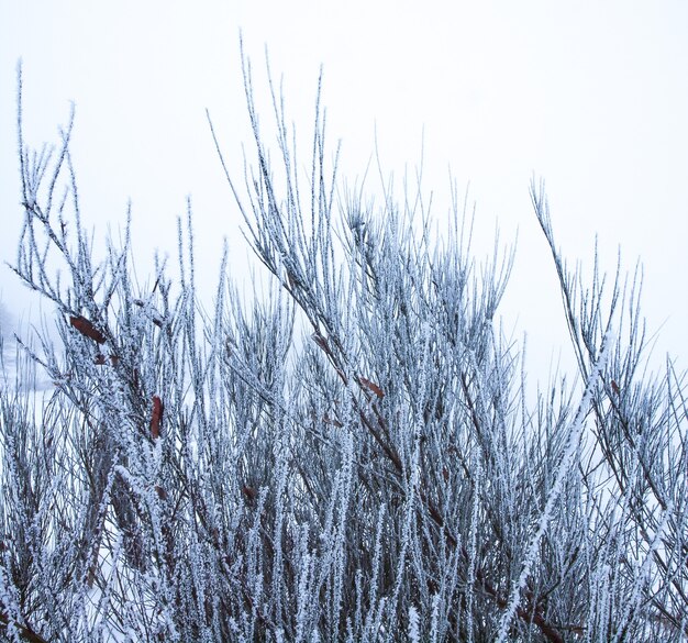 Bosque en invierno