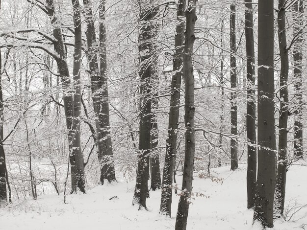 Bosque en invierno