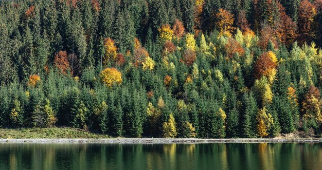 Bosque y lago de otoño en un fondo natural de zona montañosa