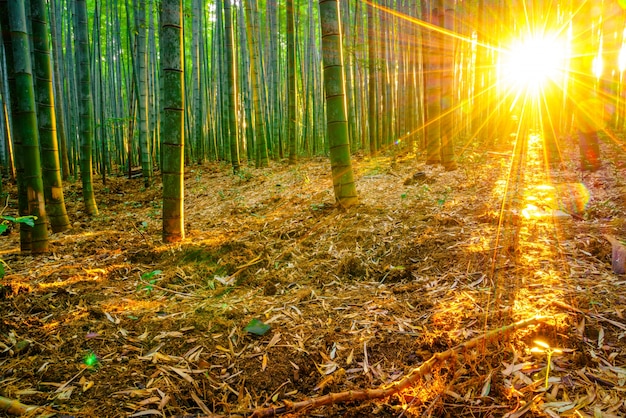 Bosque lluvioso crecimiento al aire libre vitalidad japonés