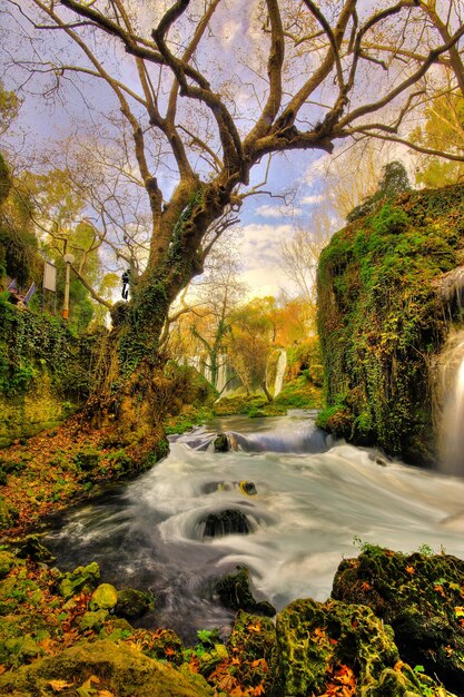 Bosque mágico con un río