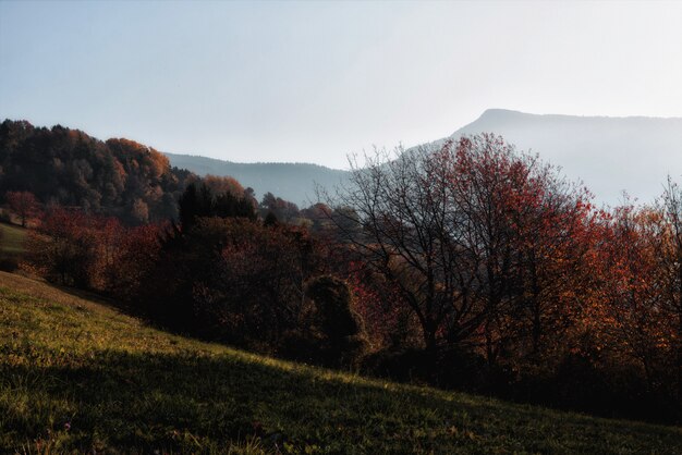 Bosque marrón y verde