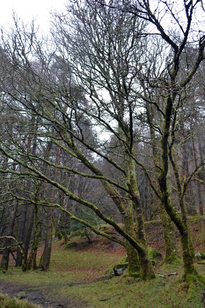 Bosque misterioso con árboles viejos y desgastados cubiertos de musgo