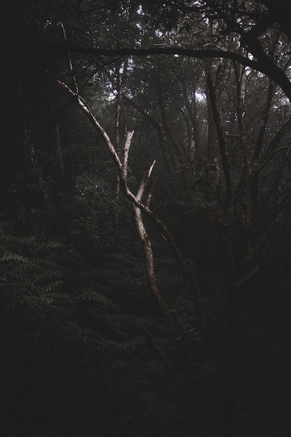 Bosque misterioso oscuro lleno de diferentes tipos de plantas.