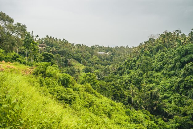 Bosque de montaña cubierto de vegetación espesa en un día nublado