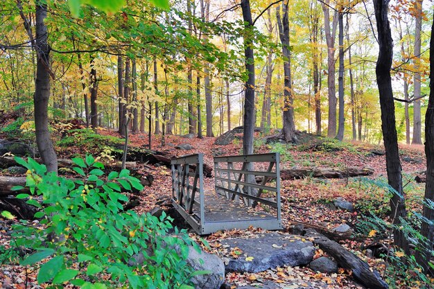 Bosque de la montaña del oso