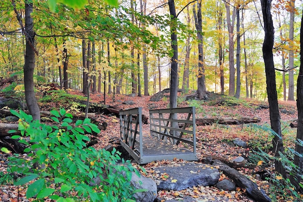 Bosque de la montaña del oso