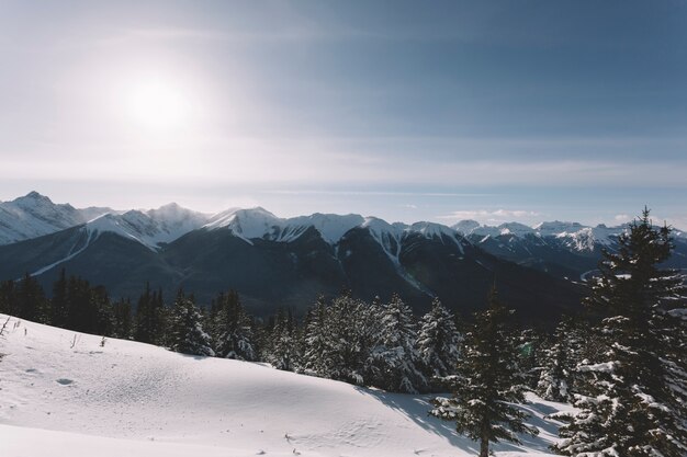 Bosque en montañas nevadas