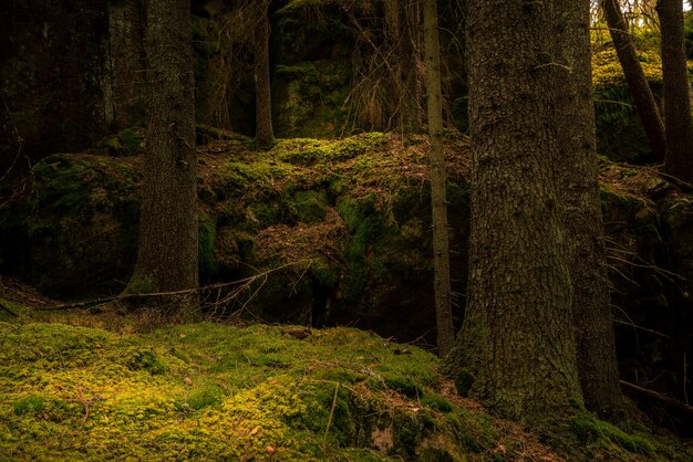 Bosque con musgo en el suelo