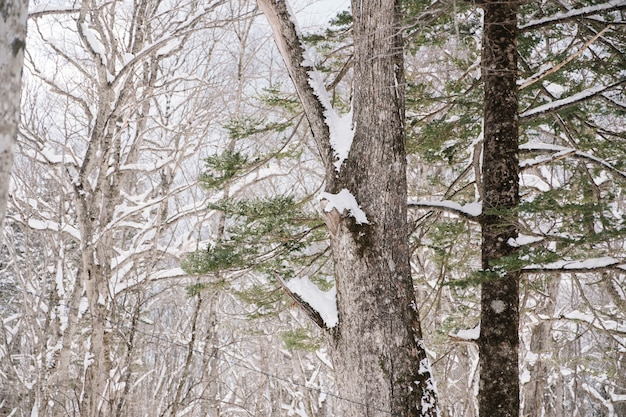 bosque nevado en el santuario de togakushi, Japón