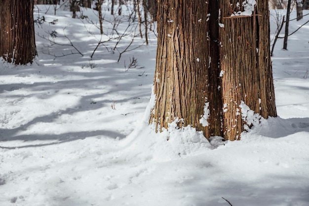 Foto gratuita bosque nevado en el santuario de togakushi, japón