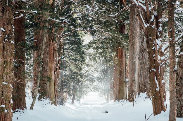 bosque nevado en el santuario de togakushi, Japón