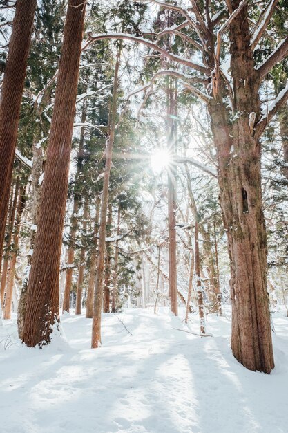 bosque nevado en el santuario de togakushi, Japón