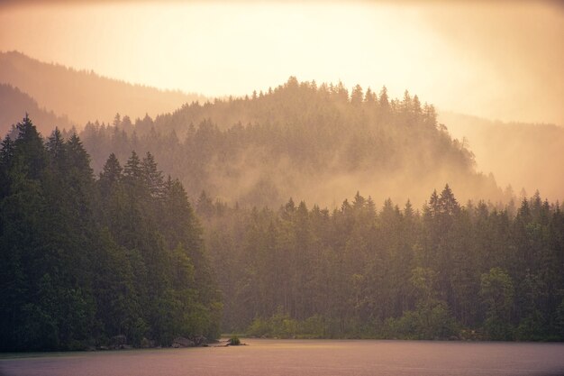 Bosque y niebla matutina