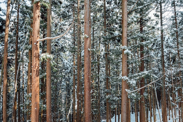 bosque de nieve en japon