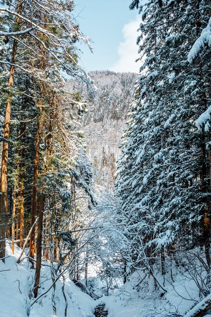 bosque de nieve en japon