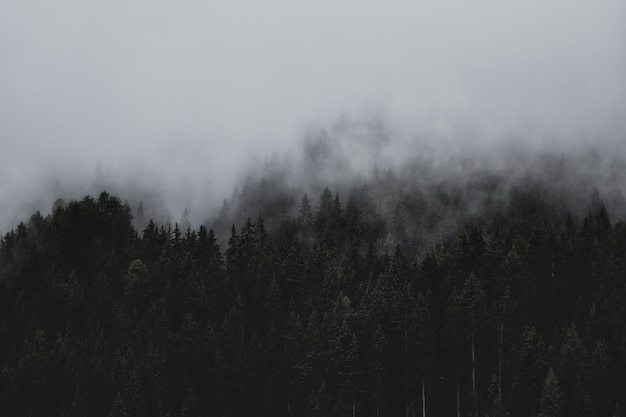 Foto gratuita bosque bajo las nubes