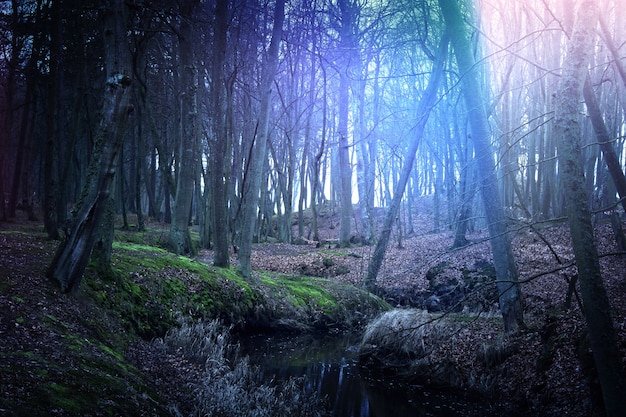 Bosque oscuro y misterioso mágico.