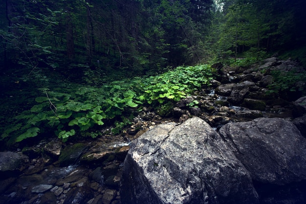 Bosque oscuro en las montañas.