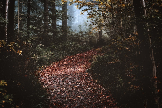 Foto gratuita bosque otoñal con hojas secas