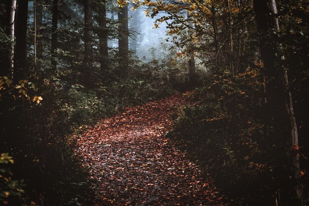 Bosque otoñal con hojas secas