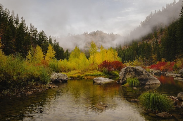 Bosque otoñal y un río tranquilo durante una mañana nublada