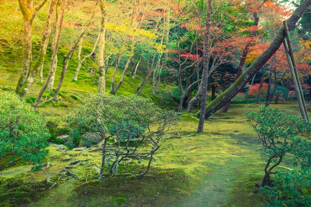 bosque de otoño río (imagen filtrada con el procesado efe de la vendimia