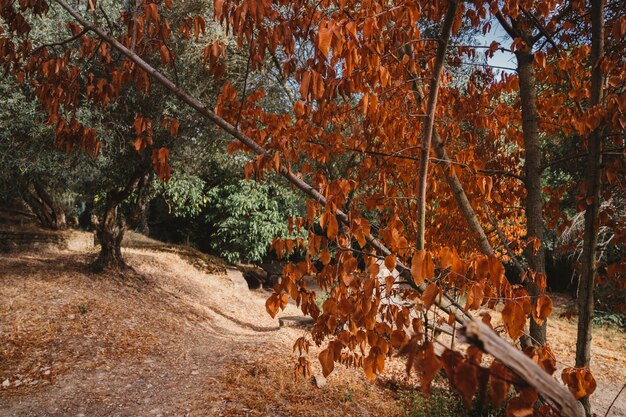 Foto gratuita bosque de otoño