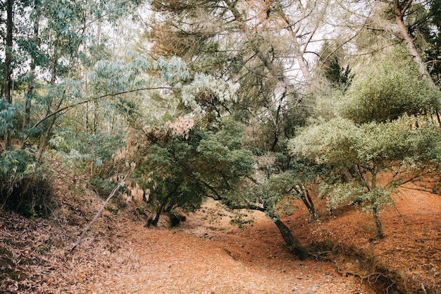 Foto gratuita bosque de otoño