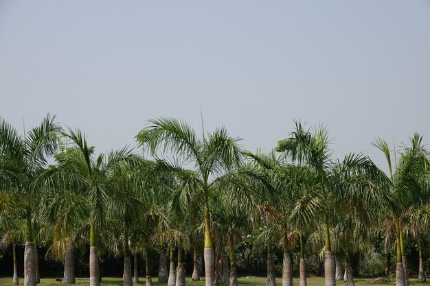 Bosque de palmeras