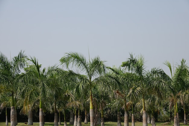Bosque de palmeras