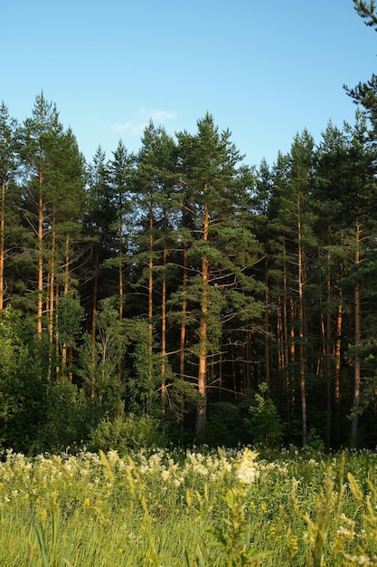 Bosque de pinos al atardecer idea de fondo de marco vertical para fondo de pantalla o teléfono