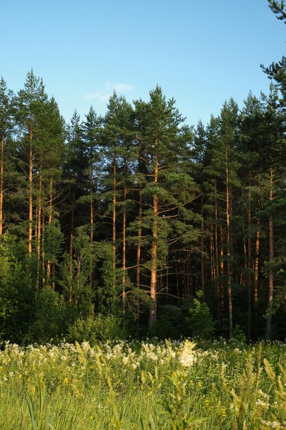 Bosque de pinos al atardecer idea de fondo de marco vertical para fondo de pantalla o teléfono